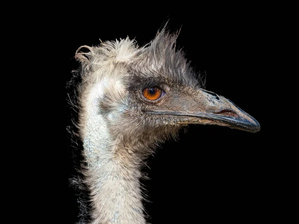 Emu Dromaius Novaehollandiae 近縁種であるダチョウに次いで高さが2番目に大きい鳥類である オーストラリアの固有種で 鳥の中で最大の固有種である — ストック写真