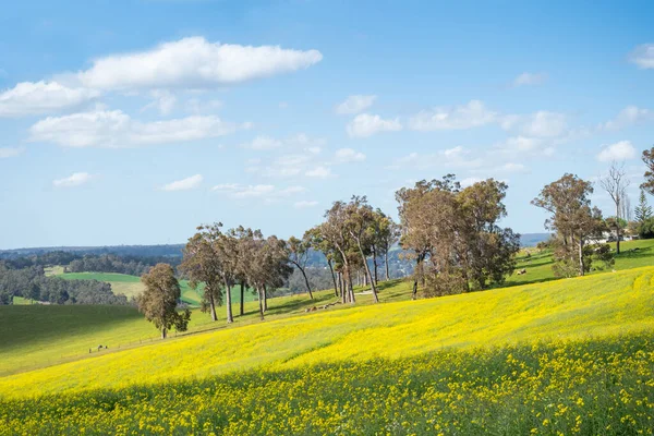 春には西オーストラリア州のブリッジタウン近くで栽培されている菜の花畑 — ストック写真