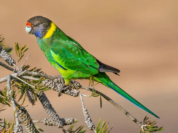Australian Ringneck Western Race Known Twenty Eight Parrot Photographed Forest — Stock Photo, Image