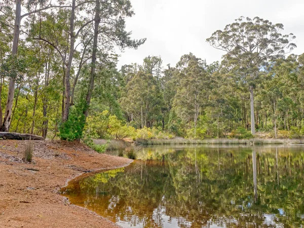 Spiegelungen Damm Donnelly River Werstern Australia Mit Wald Hintergrund — Stockfoto