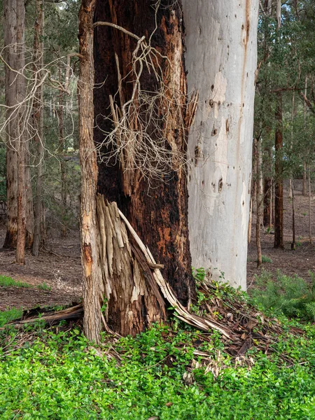 Dying Tree Forest Donnelly River South Western Australia — Stock Photo, Image