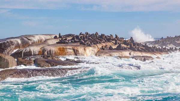 Cape Fur Seals Arctocephalus Pusillus Duiker Island Cerca Hout Bay —  Fotos de Stock