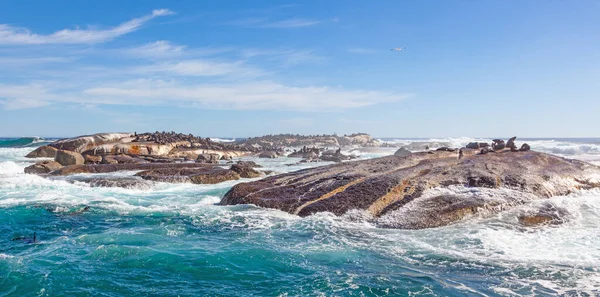 Cape Fur Seals Arctocephalus Pusillus Duiker Island Perto Hout Bay — Fotografia de Stock