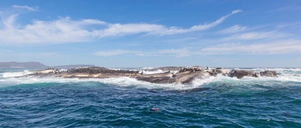 Cape Fur Seals Arctocephalus Pusillus Duiker Island Cerca Hout Bay —  Fotos de Stock