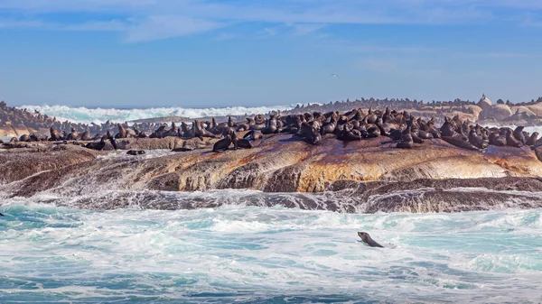 Cape Fur Seals Arctocephalus Pusillus Duiker Island Cerca Hout Bay —  Fotos de Stock