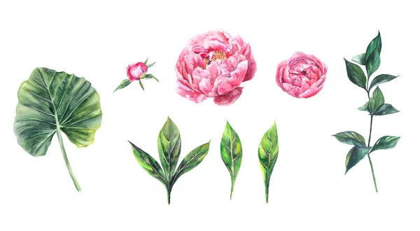 Set van aquarel illustraties van bloemen pioenen en bladeren — Stockfoto