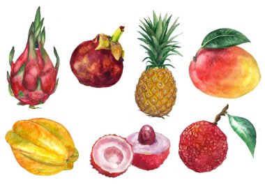 Suluboya el çizimi egzotik meyveler. Tropik meyveler. Ejderha meyvesi, yıldız meyvesi, mango, ananas