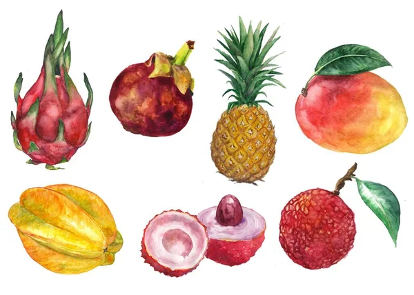 Watercolor hand drawn set of exotic fruits. Tropical fruits. Dragon fruit, starfruit, mango, pineapple