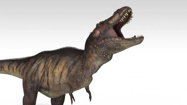 beyaz izole tyrannosaurus 3D render