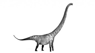 kroki üzerinde beyaz izole mamenchisaurus dinozor çizim