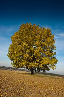 Gündüz mavi gökyüzü altında renkli sonbahar ağacı