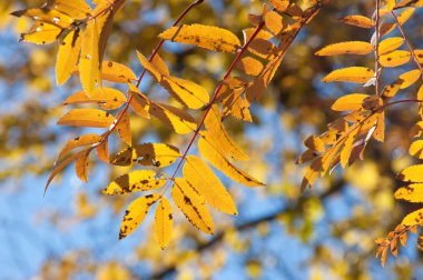 mavi gökyüzü karşı sarı ravent yaprakları
