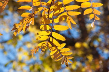 mavi gökyüzü karşı sarı ravent yaprakları