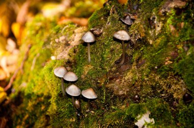 Yosun kaplı bir ağaçta küçük sonbahar mantarlarının yakın çekim