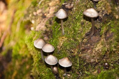 Yosun kaplı bir ağaçta küçük sonbahar mantarlarının yakın çekim