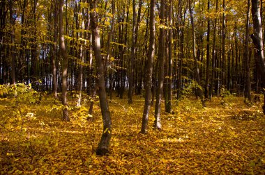 autumt orman Ukrayna