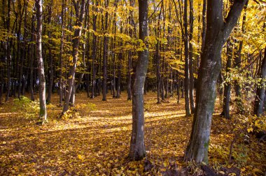 autumt orman Ukrayna