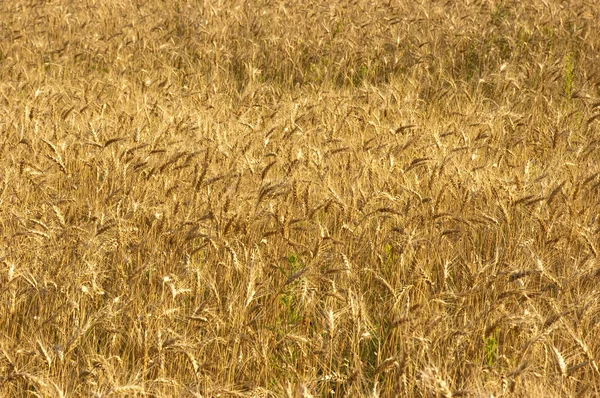 Primer Plano Las Plantas Campo Trigo Colorante Durante Día — Foto de Stock