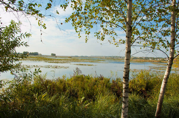 Scenic view of birch grove in daytime