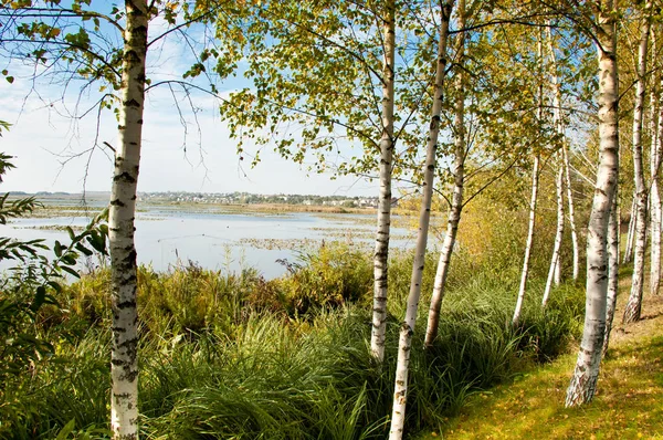 Vista Panorâmica Bosque Bétula Durante Dia — Fotografia de Stock