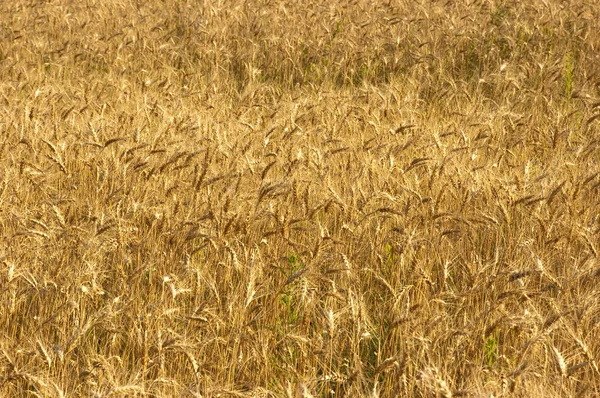 Closeup Dye Wheat Field Plants Daytime — Stock Photo, Image