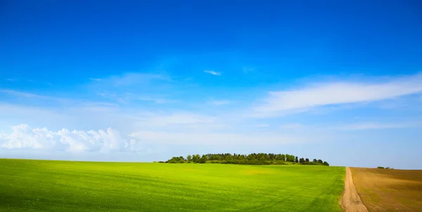 Modrá Obloha Nad Polem Farma Zelený — Stock fotografie