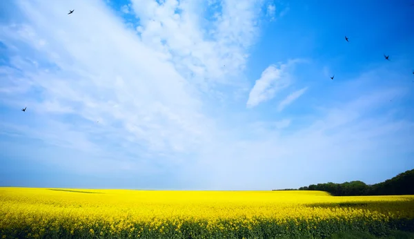 菜の花畑 エコロジー バイオ燃料 黄色のフィールの青い空 — ストック写真