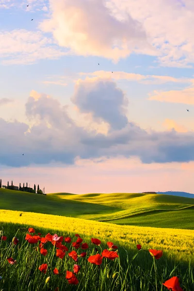 Itália Paisagem Rural Pôr Sol Sobre Colina Toscana — Fotografia de Stock