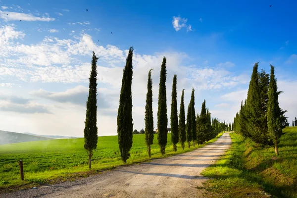 Italy Countryside Landscape Cypress Trees Mountain Path Sunset Tuscany Hills — Stock Photo, Image
