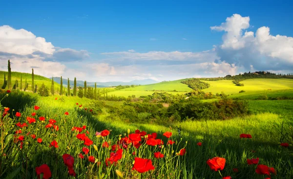 Krajobraz Wsi Włochy Czerwonych Kwiatów Maku Cyprysów Ścieżki Górskie — Zdjęcie stockowe