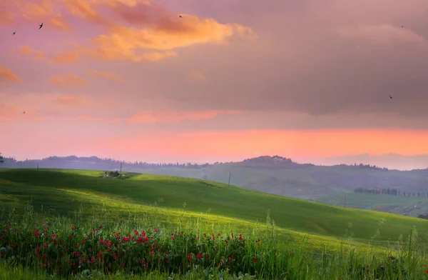 イタリア クイリコ ドルチャ 赤いケシの花とトスカーナのなだらかな丘と田園風景 — ストック写真