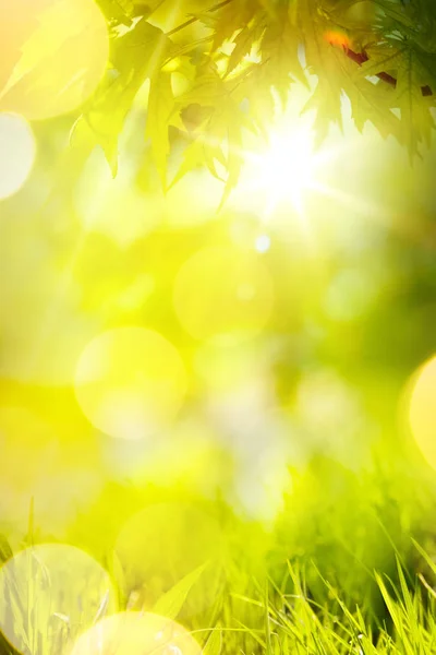 Abstrakter Frühlings Oder Sommerhintergrund Grünes Gras Und Baumblätter — Stockfoto