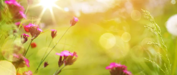 Καλλιτεχνικό Υπόβαθρο Αφηρημένη Άνοιξη Καλοκαίρι Φόντο Φρέσκο Γρασίδι Και Λουλούδια — Φωτογραφία Αρχείου