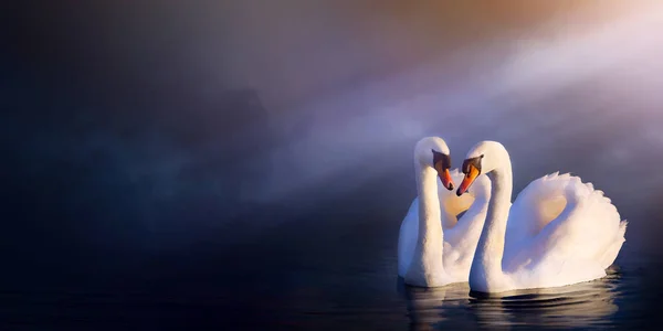 美丽的浪漫风景 爱夫妇白天鹅 — 图库照片