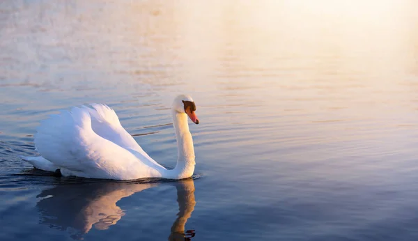 Art Beautiful Romance Peaceful Landscape Romance White Swan — Stock Photo, Image