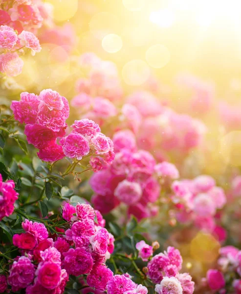 春季或夏季花卉背景 粉红色玫瑰花对日落天空 — 图库照片