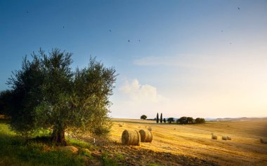 İtalya. Tuscany tarım arazileri ve zeytin ağacı; Yaz kırsal manzara