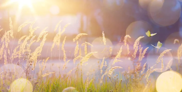 Art Abstract September Sunny Autumn Meadow Backgroun — Stock Photo, Image