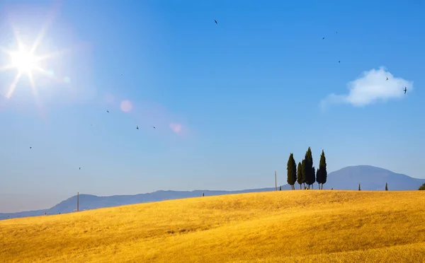 Tipikus Toszkán Vidéki Tájban Naplemente Felső Gördülő Dombok Tuscany Farmlan — Stock Fotó