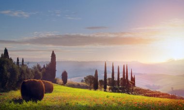 İtalya. Tuscany tarım arazileri ve zeytin ağacı; Yaz kırsal manzara