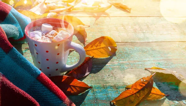 Jesienna Kompozycja Filiżankę Kakao Prawoślazu Koc Jesiennych Liści Słoneczny Zadumany — Zdjęcie stockowe