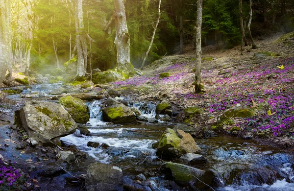 Blommande Våren Skog Mountain Stream Och Våren Blommor — Stockfoto