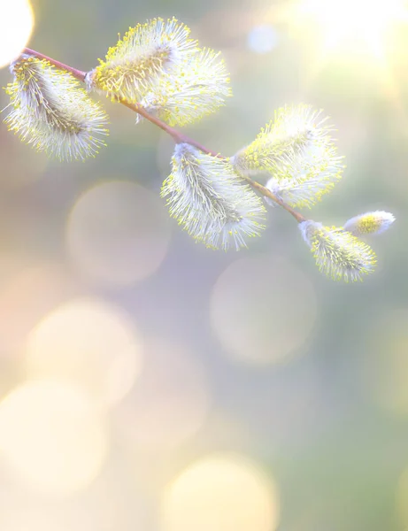 Art Spring Background White Blossom — Stockfoto