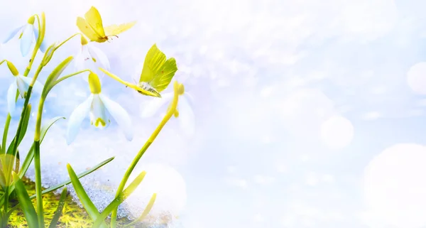 Fundo Floral Primavera Gotas Neve Flores Butterfl — Fotografia de Stock