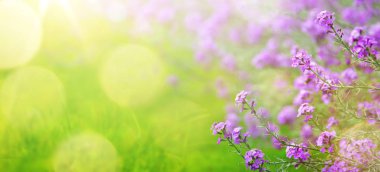 soyut çiçek arka plan bahar; bahar çiçek ve güneşli bea