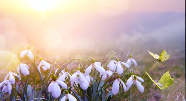 抽象的な性質春背景 スノー ドロップ春花と飛ぶバタフライ — ストック写真