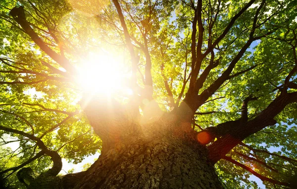 春の自然の背景 日光に対して大きな古いオークの木 — ストック写真