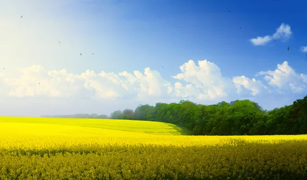 Spring Countryside Landscape Blue Sky Blooming Yellow Fiel — Stockfoto