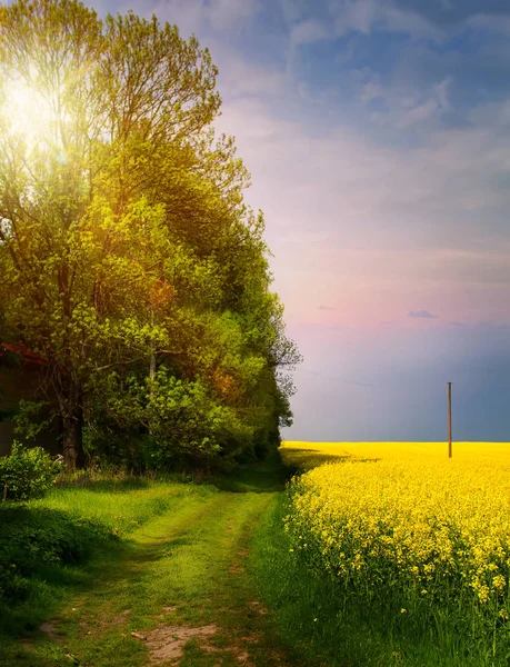 Spring Countryside Landscape Sunrise Blooming Yellow Fiel — Stockfoto