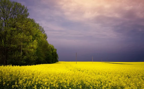 Wiosenne Kwitnienia Countryside Krajobraz Kwitnący Fiel Żółty — Zdjęcie stockowe